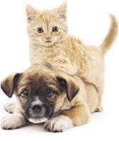 Dr. Ragsdale at Longwood Animal Hospital and Pet Resort