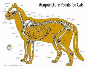 Acupuncture points for cats at Lenoir Veterinary Hospital