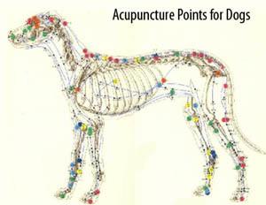Acupuncture points for dogs at Lenoir Veterinary Hospital