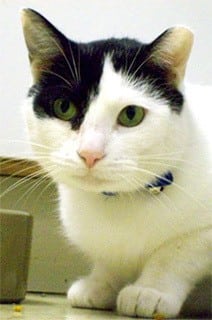 crafty the cat at All Creatures Animal Hospital