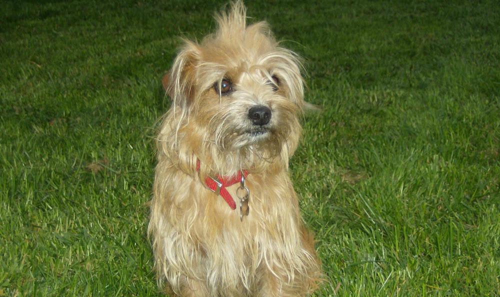 Pet Pictures | Central Coast Pet Emergency Clinic