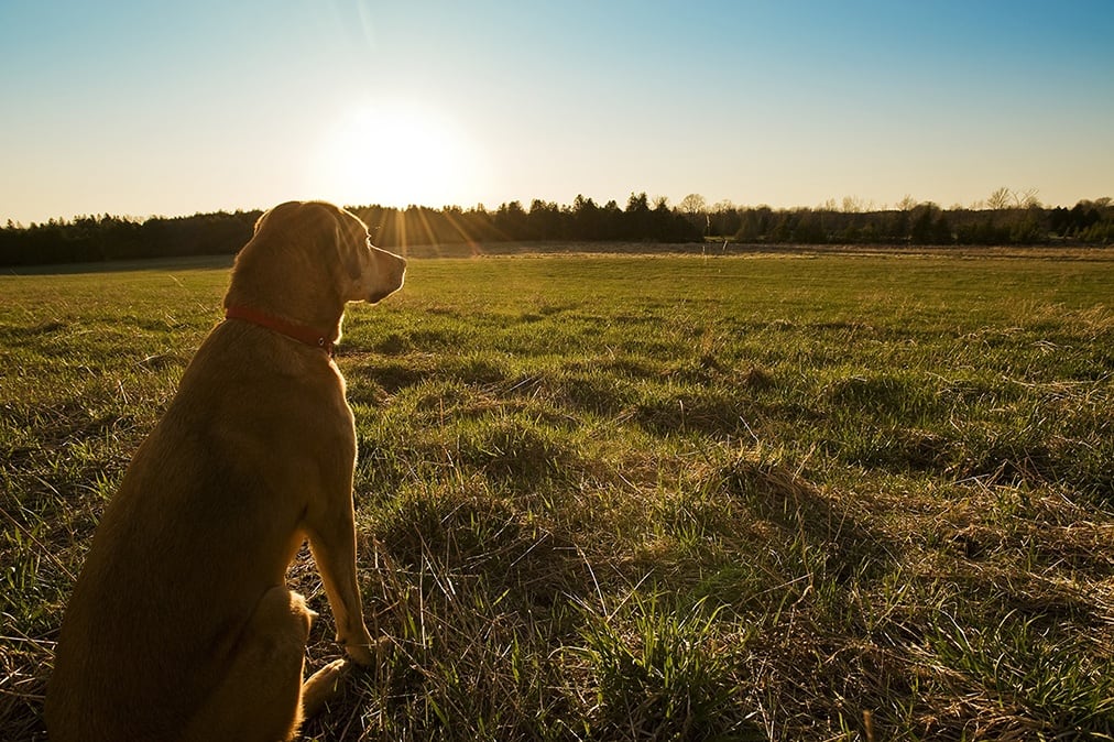 Animal Hospital in Olathe, KS