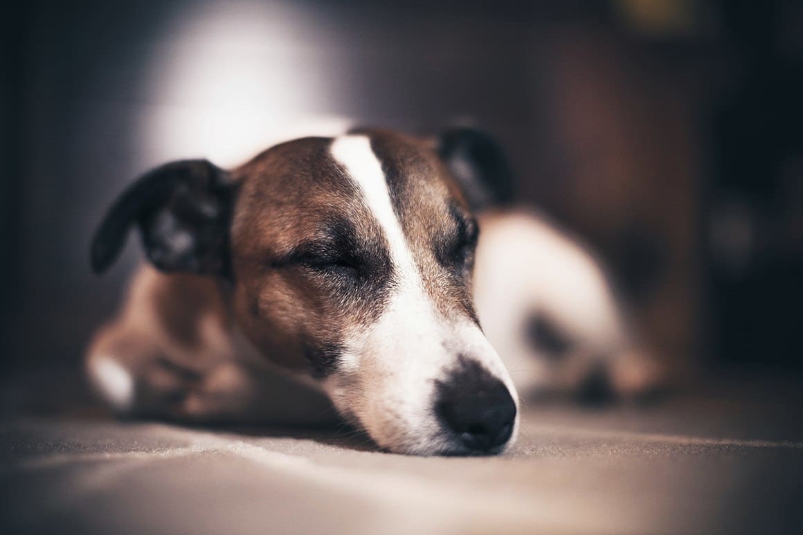 Treatment for your boarded pets at Madison Animal Hospital