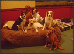 Pooches in Pajamas