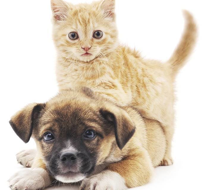 Dr. DeStefano, D.V.M. at Tampa Animal Hospital