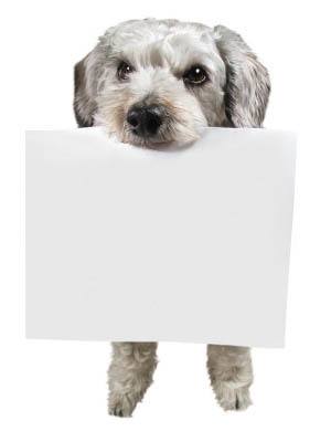 Pet dog holding docs at All Creatures Animal Clinic