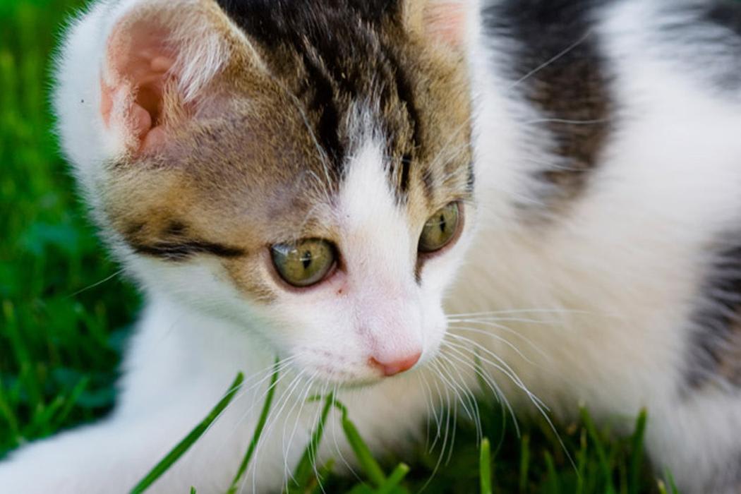 Treatment for your boarded pets at Bothell Animal Hospital