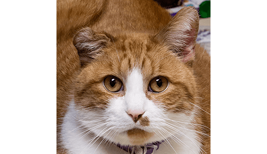 Team member Ty at Mundelein Animal Hospital