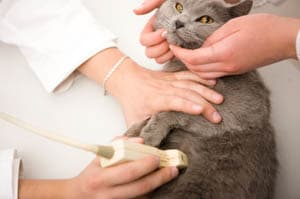 Pet Ultrasounds at Mundelein Animal Hospital in Mundelein, IL