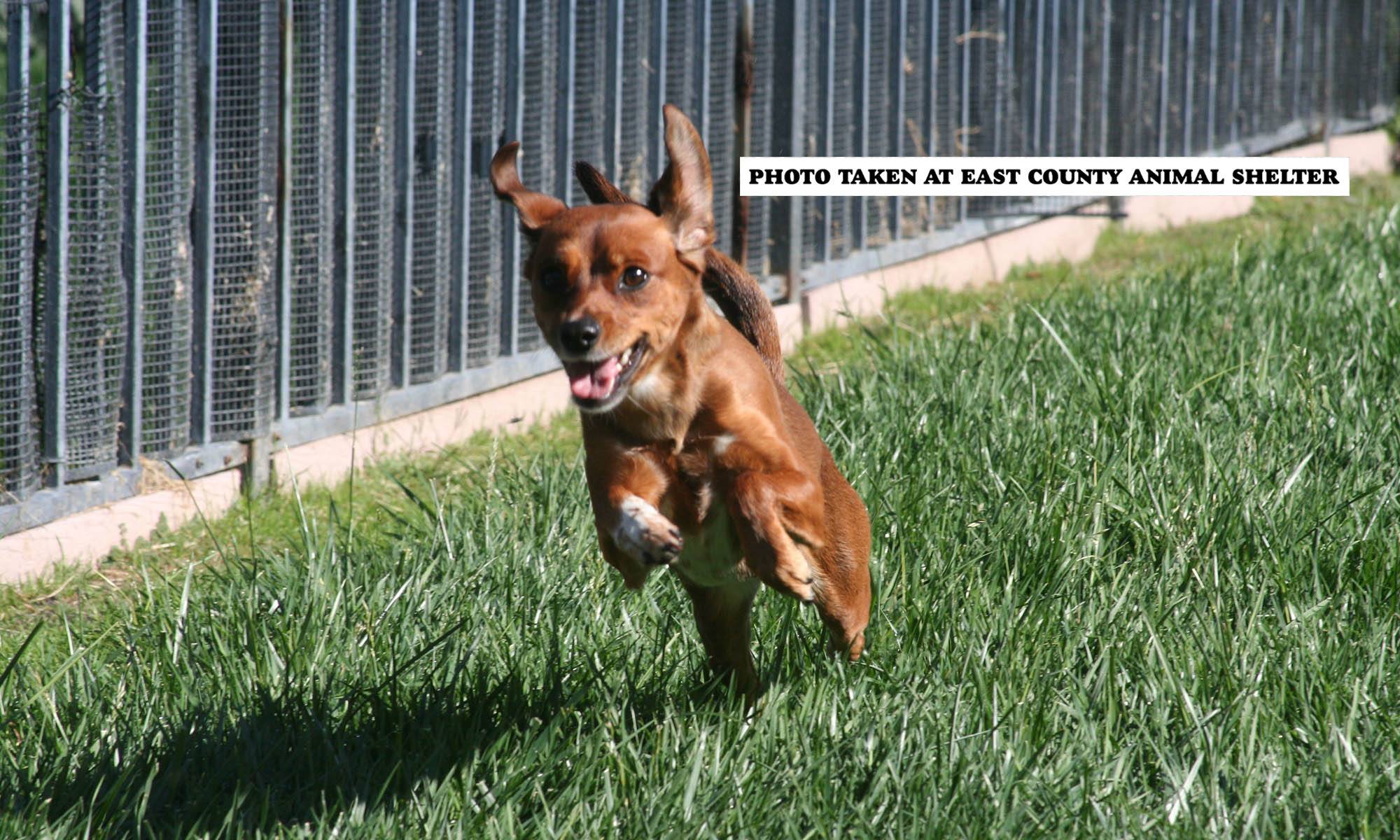 Animal hospital in Pleasanton, CA