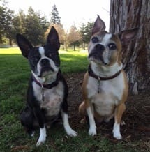 Jennifer at Pleasanton Animal Hospital