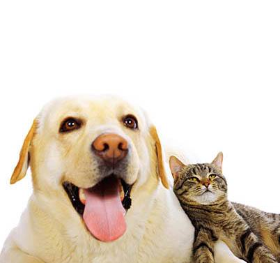 Your furry friends are welcome at Millstone of Noblesville