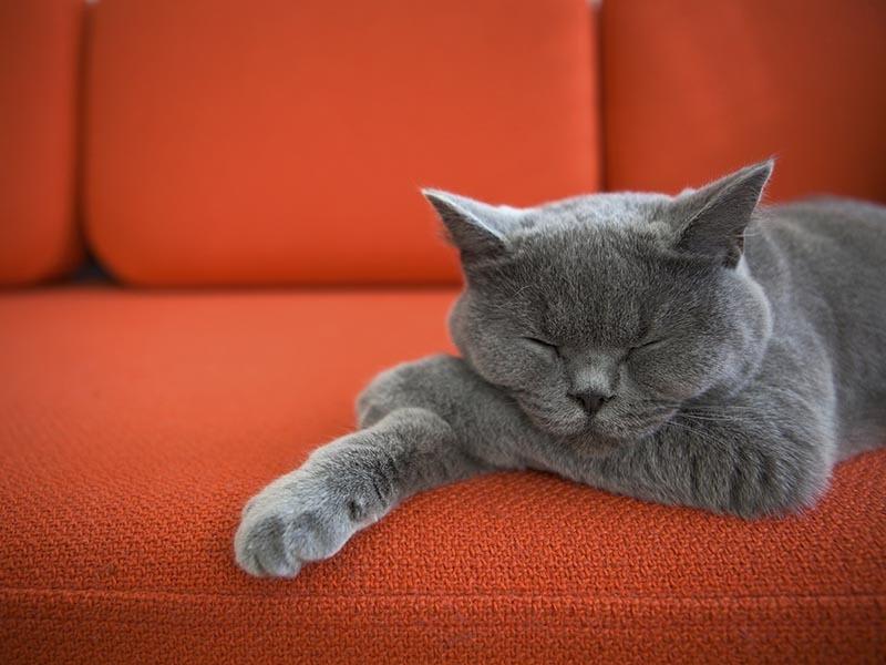 Pet friendly student apartments in Shippensburg