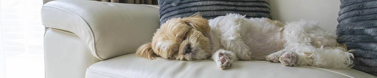 Pet friendly apartments in Chesapeake