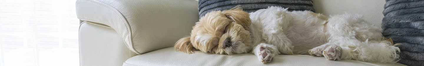 Pet friendly apartments in Gaithersburg