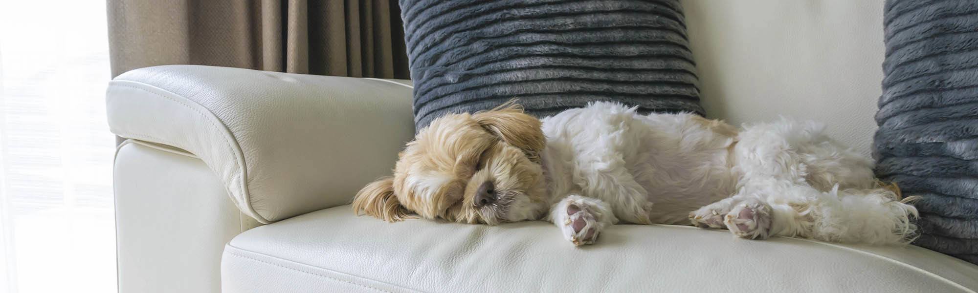 Pet friendly apartments in Warrenton
