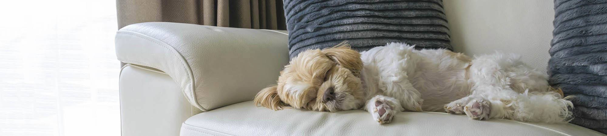 Pet friendly apartments in Dallas