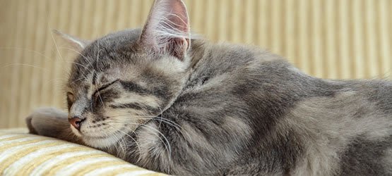 Cats are more than welcome at our Timonium apartments