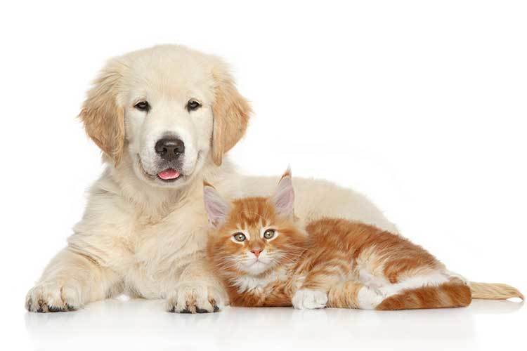 Cats and Dogs Welcome at Eagle Rock Apartments at Freehold