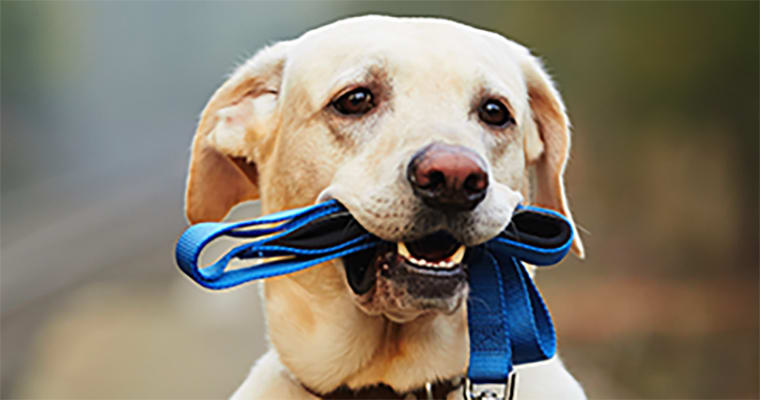 Learn more about our pet-friendly apartments at Integra Cove in Orlando