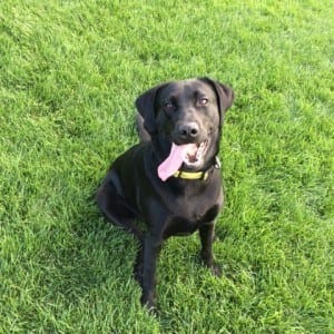 Cooper