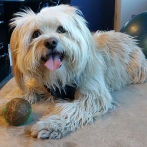 Hugo
