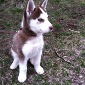 Koda