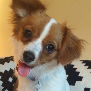 Piper