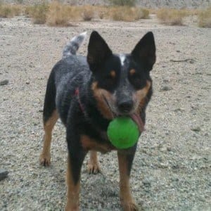 Roxy