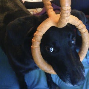 Sal