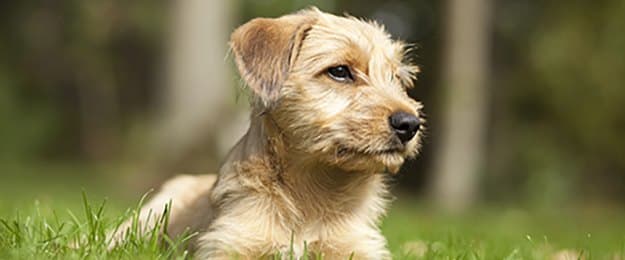 Pet friendly apartments in University Place, Washington