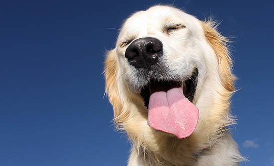 Happy dog at Lincoln Crest Apartments in West Allis