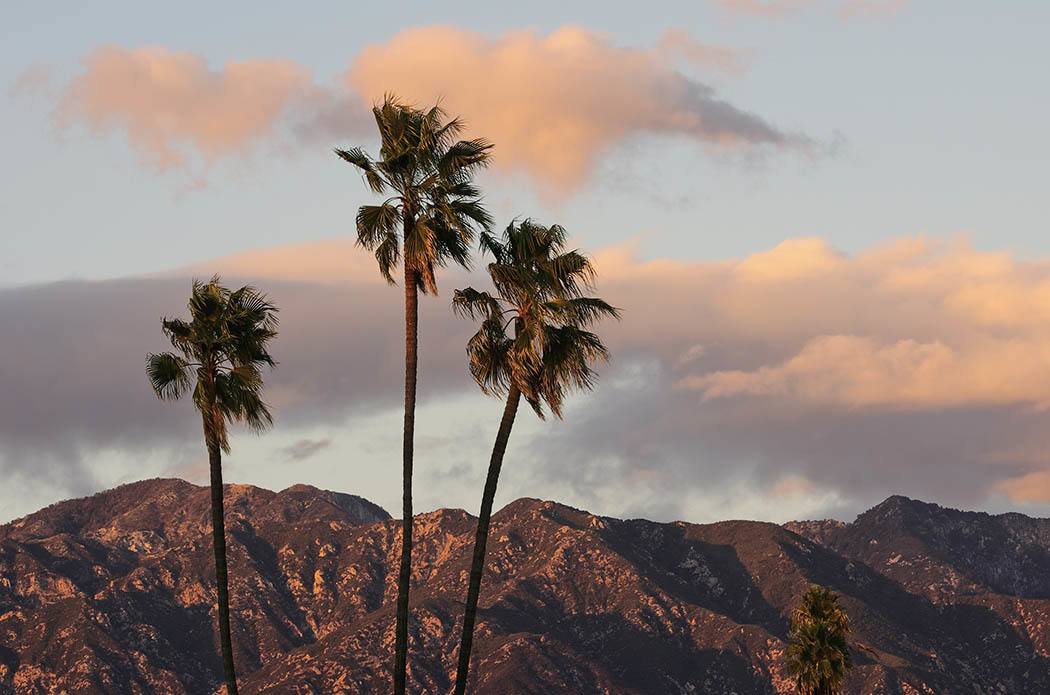 Palm trees at The Terraces at Park Marino in Pasadena