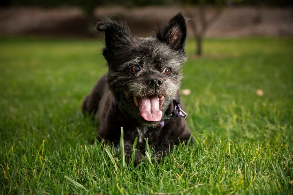 We are pet friendly at EVO Apartments