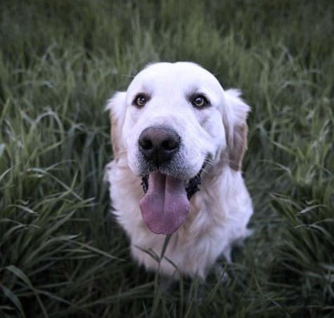 Pet Friendly at Alvista Long Beach