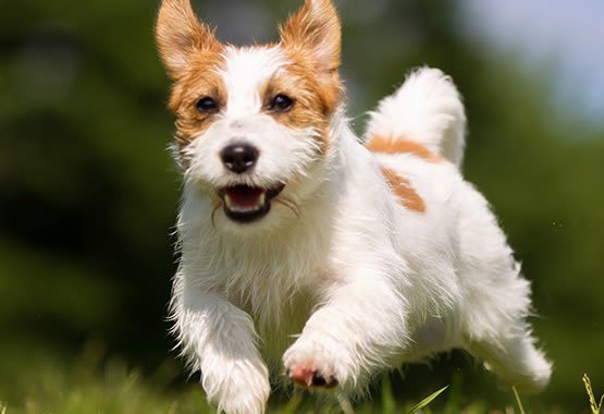 Pets are welcome at Plaza I & II Apartments.