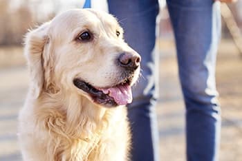 Our apartments in Memphis are perfect for your pets
