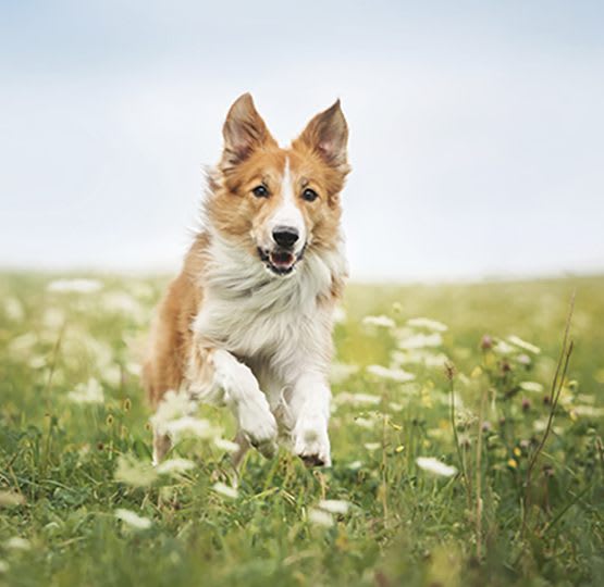 Pets are welcome at Harding House