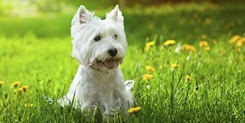 Pet friendly apartment community in Troy