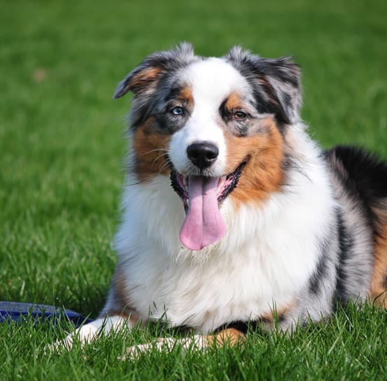 Pets are welcome at Oakhaven Apartments