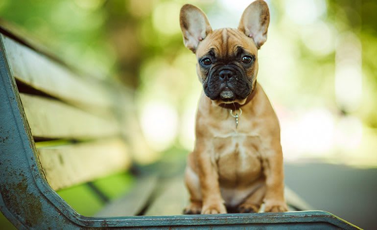 Pets are welcome at Inigo's Crossing