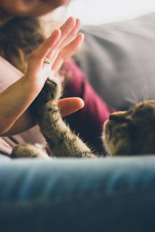 Apartments in Frisco are pet friendly
