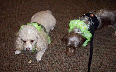 Bayberry Commons Assisted Living and Memory Care accepts pets.