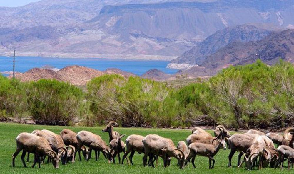 Lake Mead with Big Horn Sheep at Lakeview Terrace of Boulder City