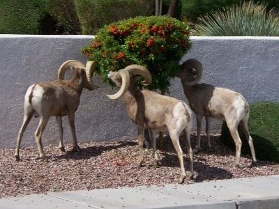 Lakeview Terrace of Boulder City accepts pets.