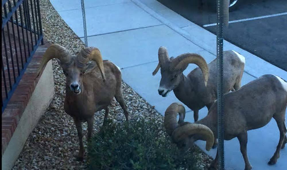 Longhorn sheep at Lakeview Terrace of Boulder City