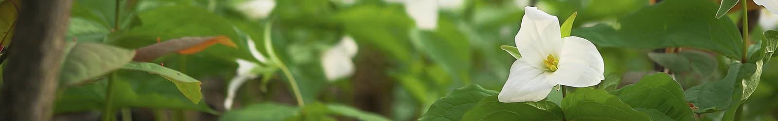 Amenities | Sundial Assisted Living