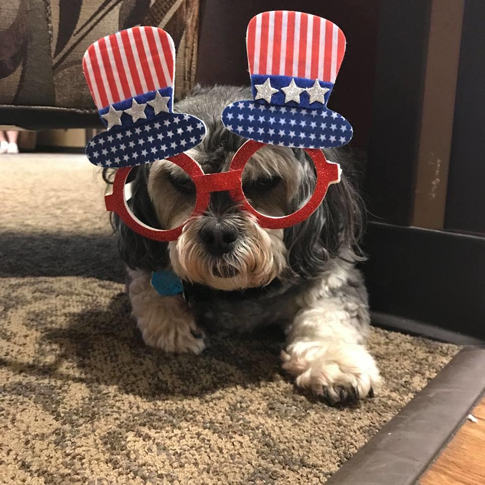 Monkey Moo, therapy dog