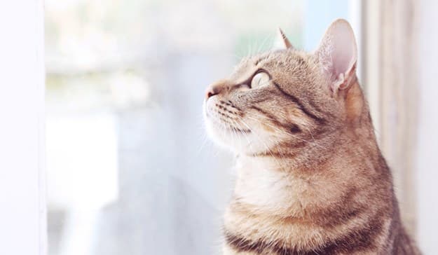 We love cats too at The Stratford!
