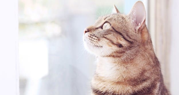We love cats at Orchard Glen!